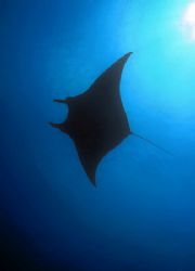 Always a nice day to see Manta. by Glenn Poulain 